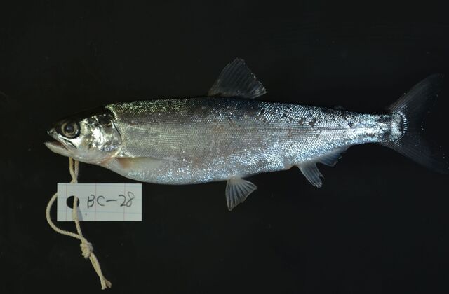 【琵琶湖の名物「ビワマス」実は新種だった】100年ぶりの「学名」命名　琵琶湖博物館